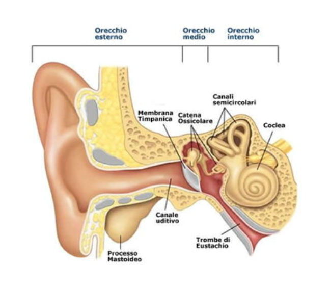 Orecchio interno Clinica Sanatrix Roma